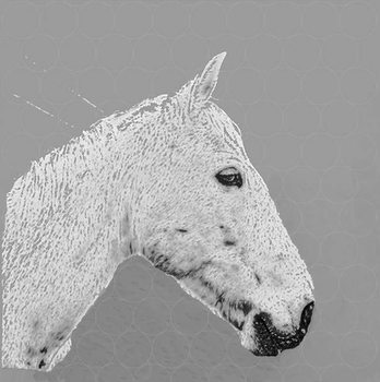 Reproducción de arte A horse name Sucré, 2015