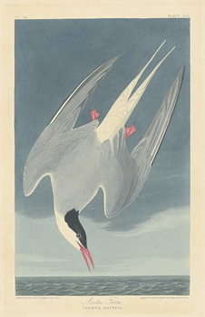 Reproducción de arte Arctic Tern, 1835