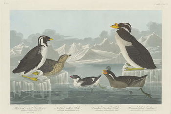 Reproducción de arte Black-throated Guillemot, Nobbed-billed Auk, Curled-Crested Auk and Horned-billed Guillemot1838