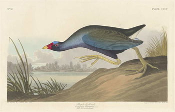 Reproducción de arte Purple gallinule, 1836