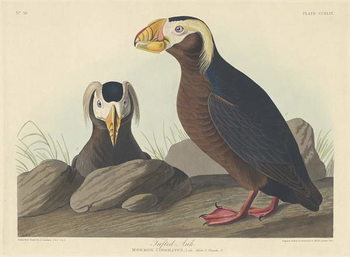 Reproducción de arte Tufted Auk, 1835