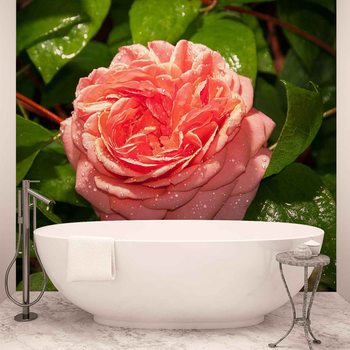 Carta da parati Rosa Rosa