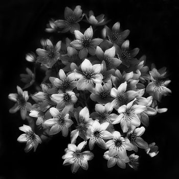 Fotografia d'arte Early Sensation