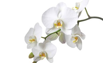 Fotomurale Flores Orquideas Naturaleza Blanco