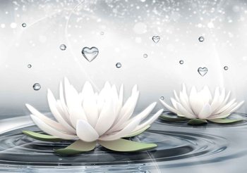 Fotomural Lotus blanco deja caer el agua de los corazones