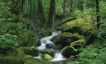 Forest Waterfall Rocks Nature Tapéta, Fotótapéta