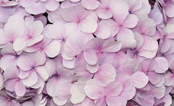 Purple Flowers Floral Design Tapéta, Fotótapéta