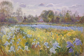Cuadros en Lienzo Iris Field in the Evening Light, 1993