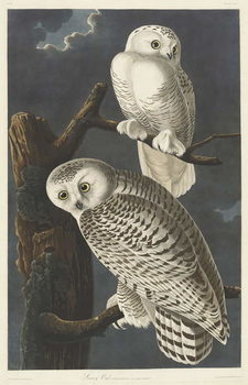 Cuadros en Lienzo Snowy Owl, 1831