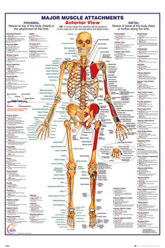 Póster Cuerpo Humano - Major Muscle Attachments Anterior