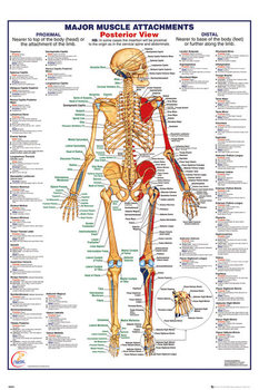 Póster Cuerpo Humano - Major Muscle Attachments Posterior