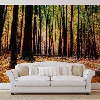 Arbres de la Forêt Poster Mural XXL