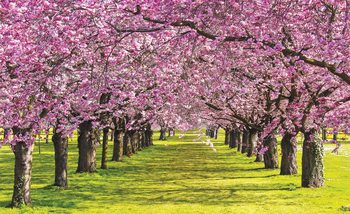 Arbres en fleurs Poster Mural XXL