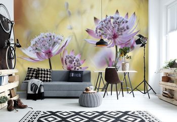Astrantia Major Poster Mural XXL