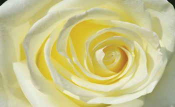 Fleur Rose Blanc Jaune Poster Mural XXL