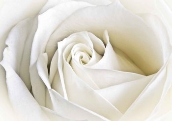Fleurs Rose Blanc Nature Poster Mural XXL