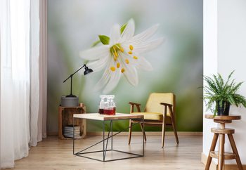 Spring Stitchwort Poster Mural XXL