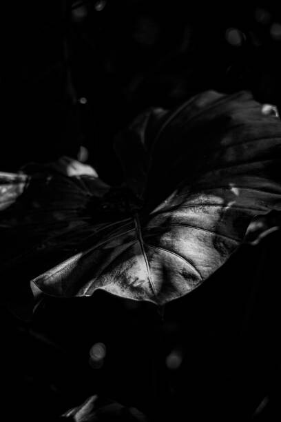 Big leaf in black and white scene Pósters láminas cuadros y