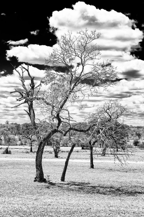 Photographie d'art Dead Tree in the African Savannah
