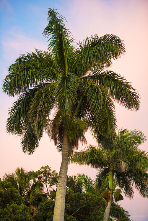 Arte fotográfico Palm Trees at Sunset
