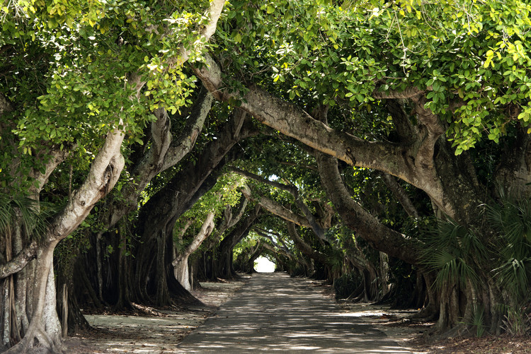 Arte fotográfico The Beautiful Banyan Tree