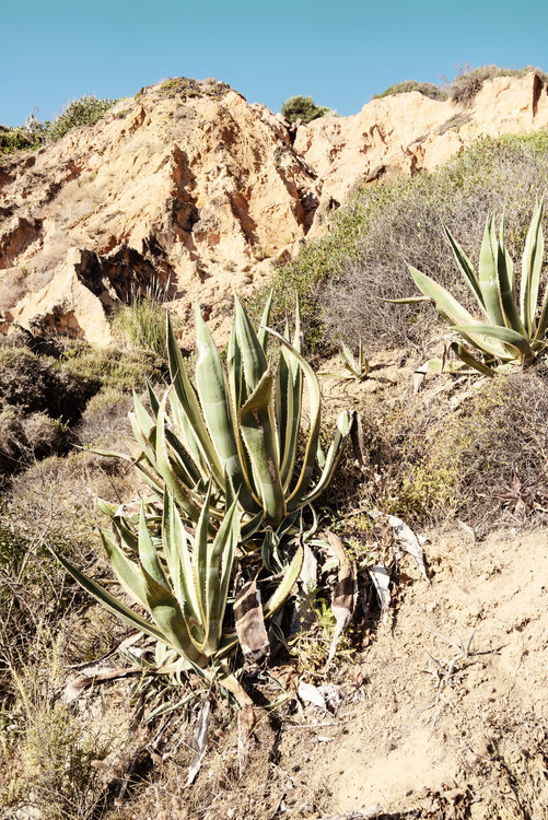 Arte fotográfico Wild Agaves