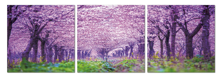 Cuadro Blossoming orchard