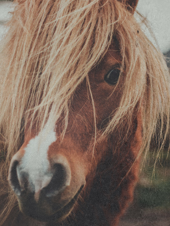 Fotomural fadedhorse1