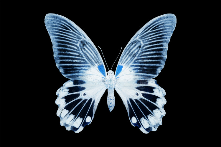 Fotomural MISS BUTTERFLY AGENOR