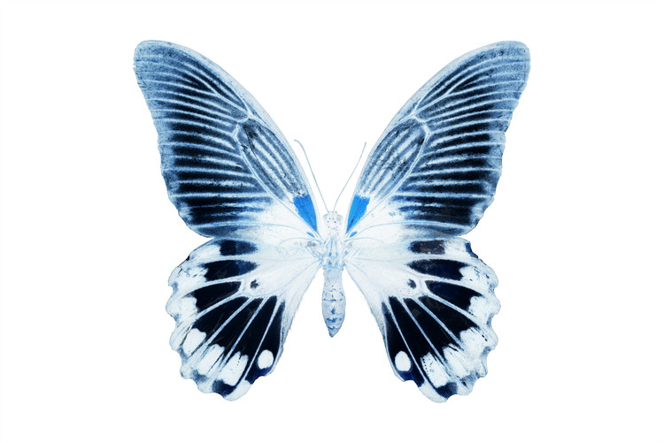 Fotomural MISS BUTTERFLY AGENOR - X-RAY White Edition
