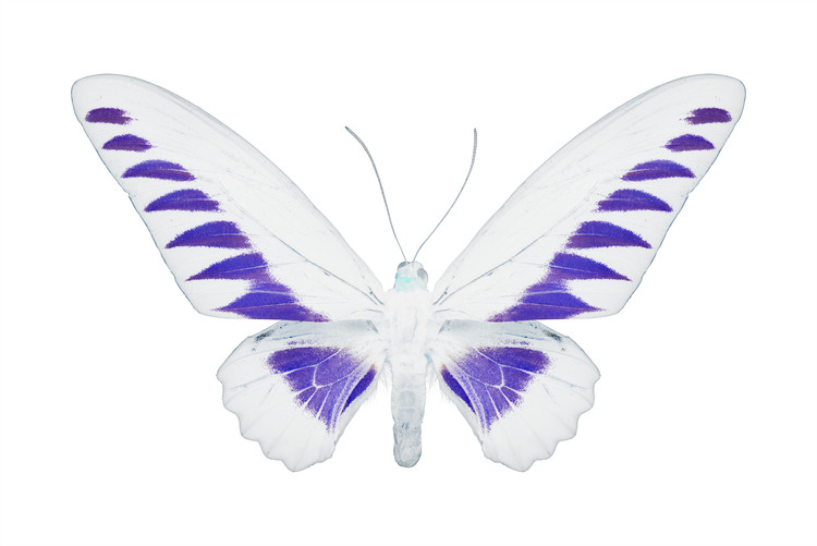 Fotomural MISS BUTTERFLY BROOKIANA - X-RAY White Edition