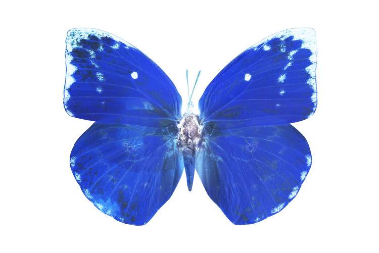 Fotomural MISS BUTTERFLY CATOPSILIA - X-RAY White Edition
