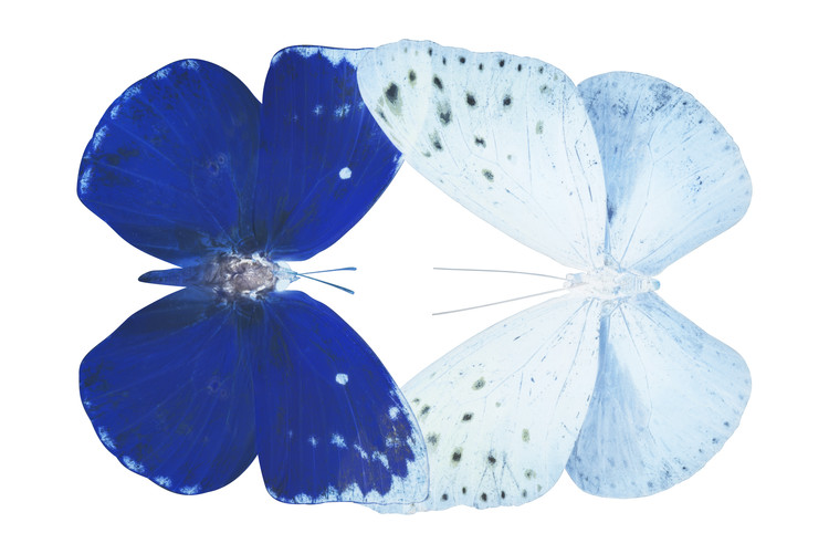 Fotomural MISS BUTTERFLY DUO CATOPLOEA - X-RAY White Edition