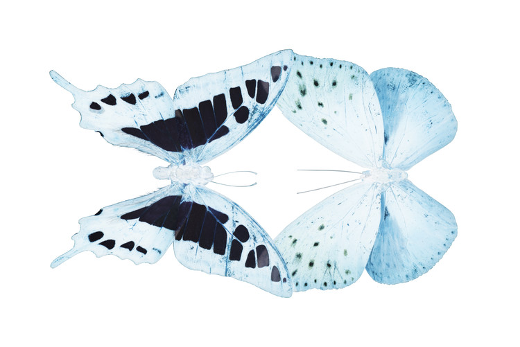 Fotomural MISS BUTTERFLY DUO CLOANTHAEA - X-RAY White Edition
