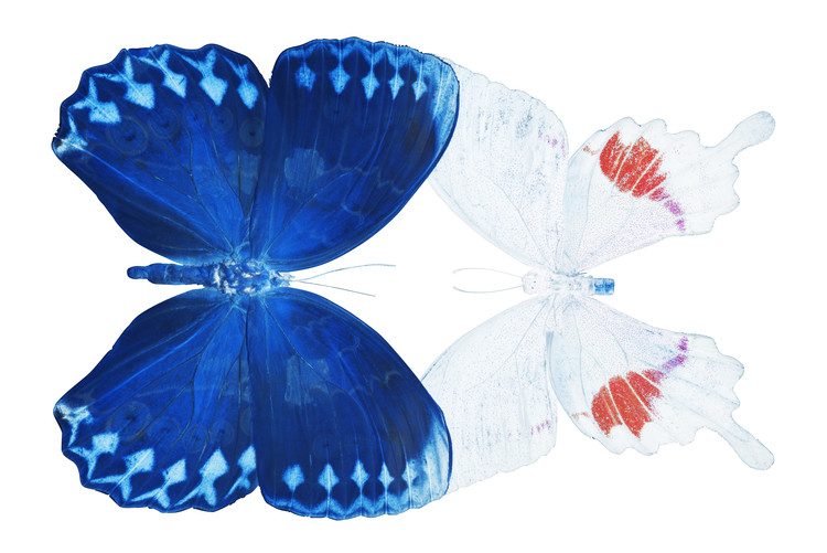 Fotomural MISS BUTTERFLY DUO FORMOHERMOS - X-RAY White Edition