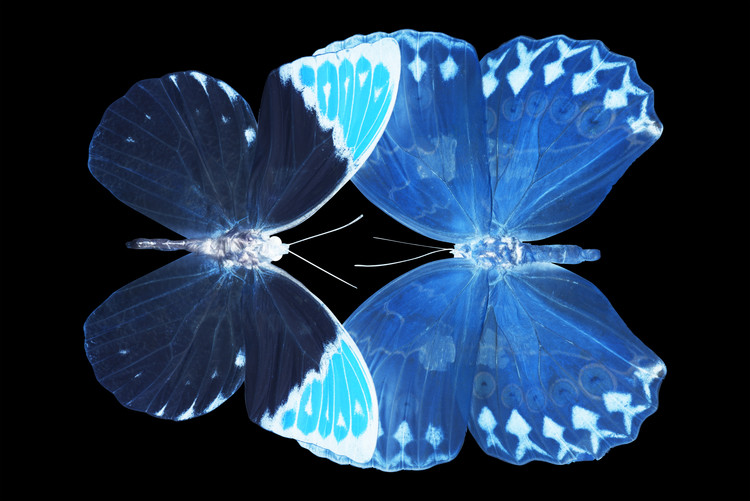Fotomural MISS BUTTERFLY DUO FORMOIA - X-RAY Black Edition