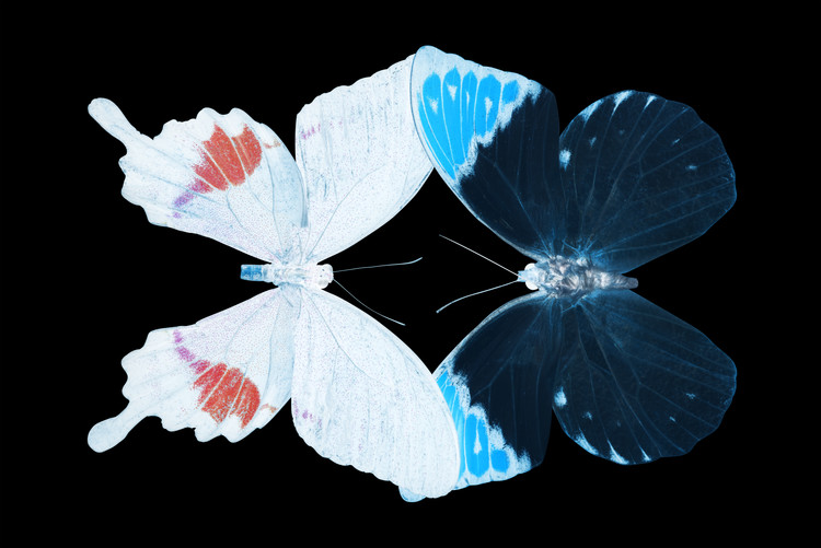 Fotomural MISS BUTTERFLY DUO HERMOSANA - X-RAY Black Edition