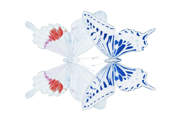 Fotomural MISS BUTTERFLY DUO PARISUTHUS - X-RAY White Edition