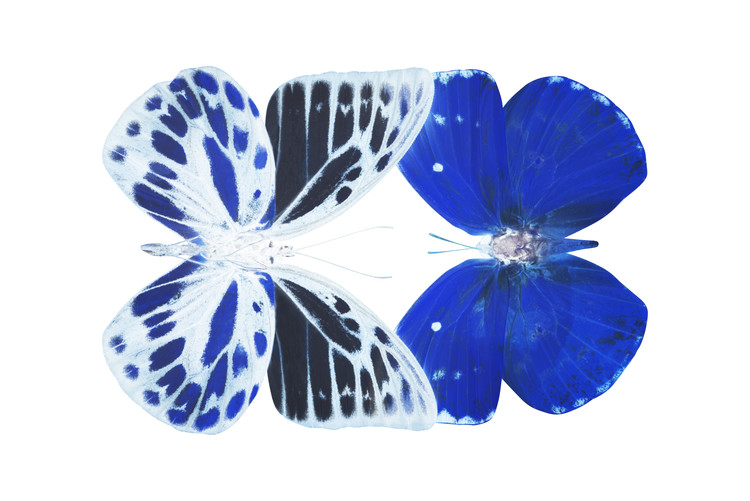 Fotomural MISS BUTTERFLY DUO PRIOPOMIA - X-RAY White Edition