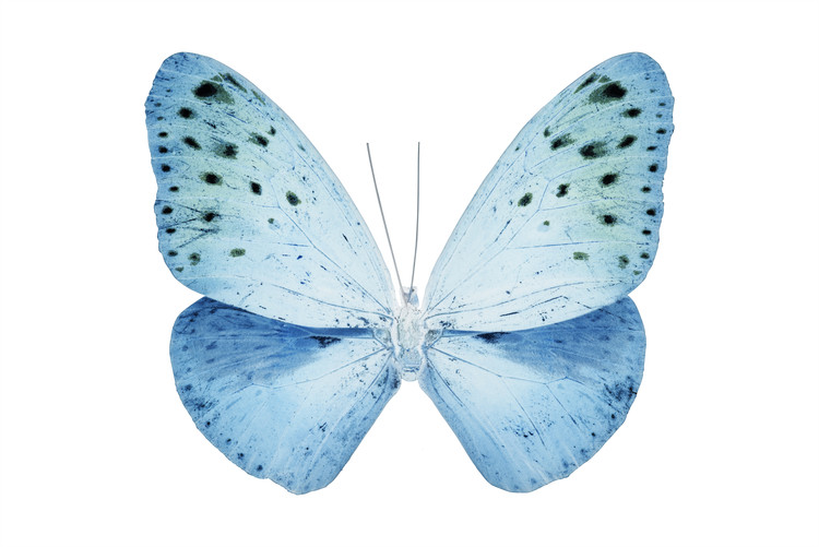 Fotomural MISS BUTTERFLY EUPLOEA - X-RAY White Edition
