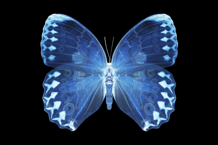 Fotomural MISS BUTTERFLY FORMOSANA - X-RAY Black Edition