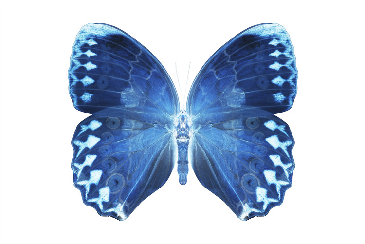 Fotomural MISS BUTTERFLY FORMOSANA - X-RAY White Edition