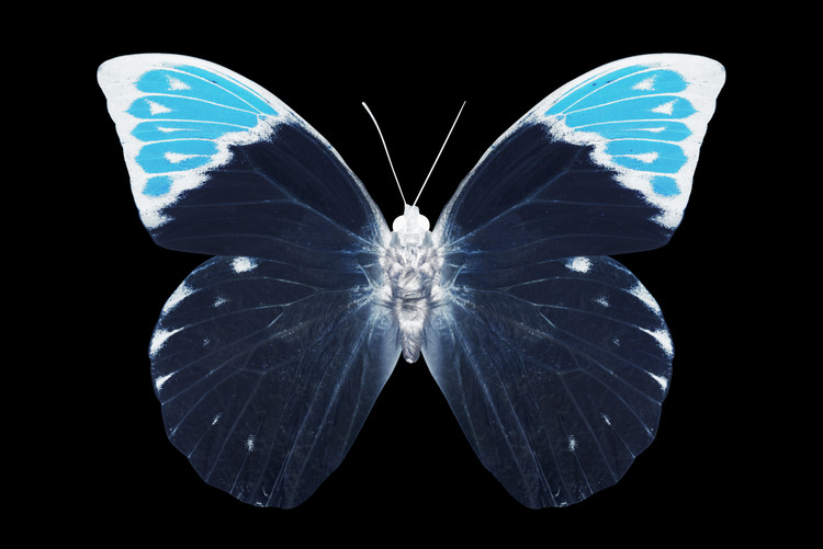 Fotomural MISS BUTTERFLY HEBOMOIA - X-RAY Black Edition
