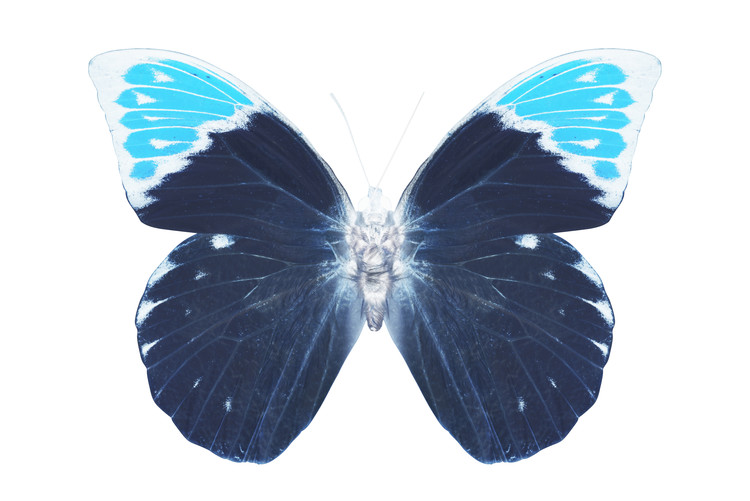 Fotomural MISS BUTTERFLY HEBOMOIA - X-RAY White Edition