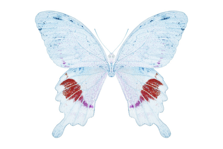 Fotomural MISS BUTTERFLY HERMOSANUS - X-RAY White Edition