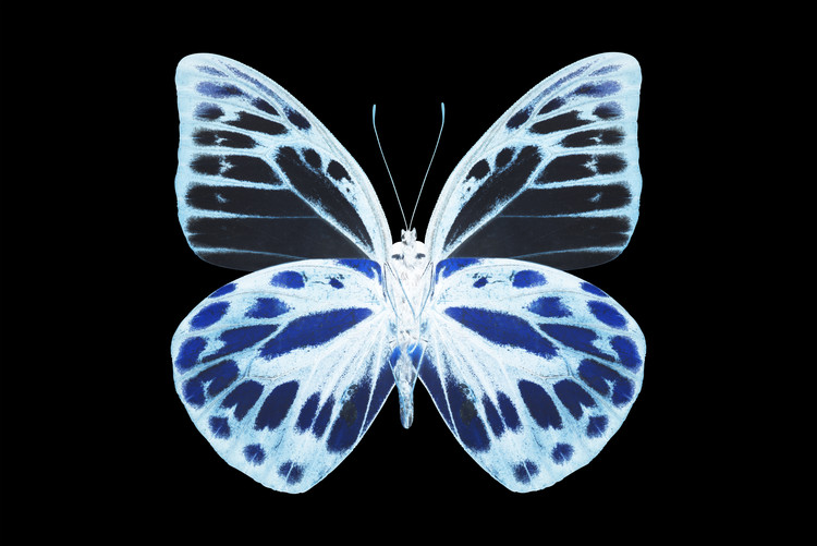 Fotomural MISS BUTTERFLY PRIONERIS - X-RAY Black Edition