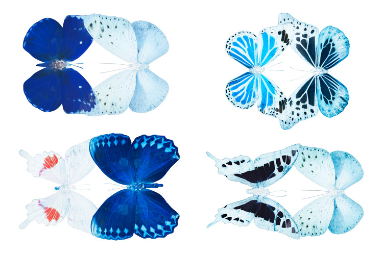 Fotomural MISS BUTTERFLY X-RAY DUO White