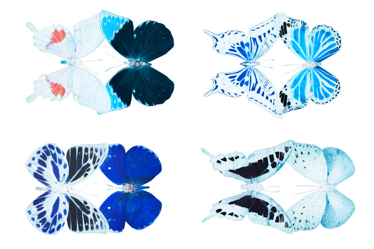 Fotomural MISS BUTTERFLY X-RAY DUO White II