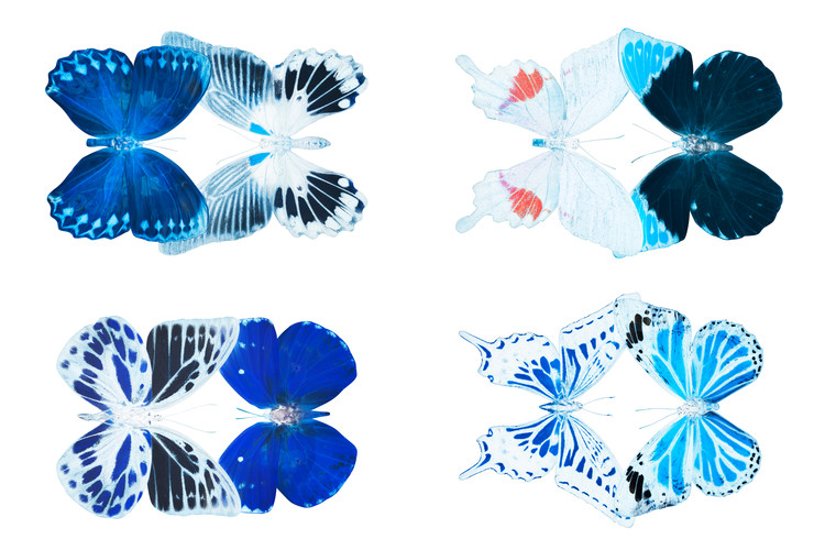 Fotomural MISS BUTTERFLY X-RAY DUO White III