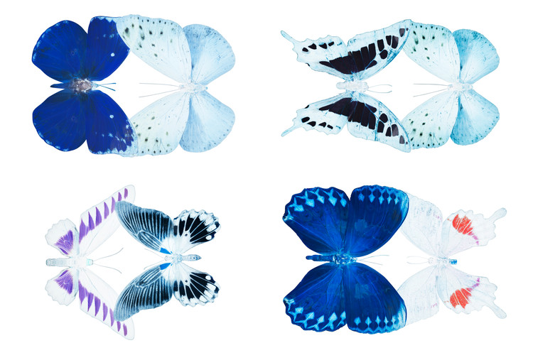 Fotomural MISS BUTTERFLY X-RAY DUO White IV